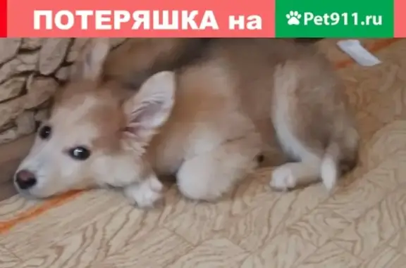 Срочно нужна передержка или дом для щенка в Иркутске