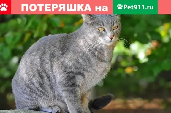 Найдена кошка на ул. Планировочной, Ленинский район, Новосибирск