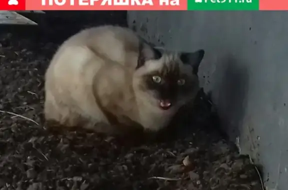 Найдена кошка на ул. Чапаева, Октябрьский