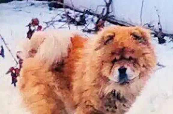 Пропала собака чау-чау в Ждановском районе, Павлово