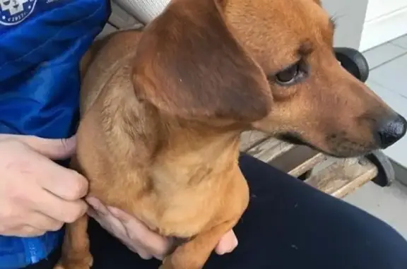 Найдена собака в Краснодаре, ищем хозяина