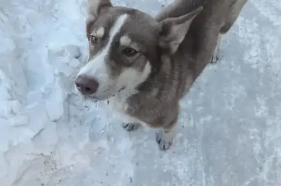 Найдена собака в районе Арленка на Советской, возраст 5-8 месяцев