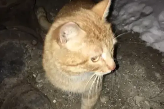Найдена пугливая кошка в Сызрани