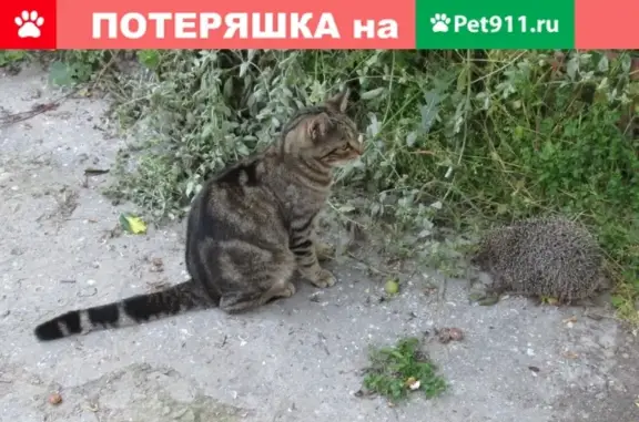 Пропал кот Тигр в Севастополе, ул. Глухова, д. 1.