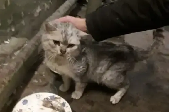 Найдена домашняя кошка возле больницы в Череповце