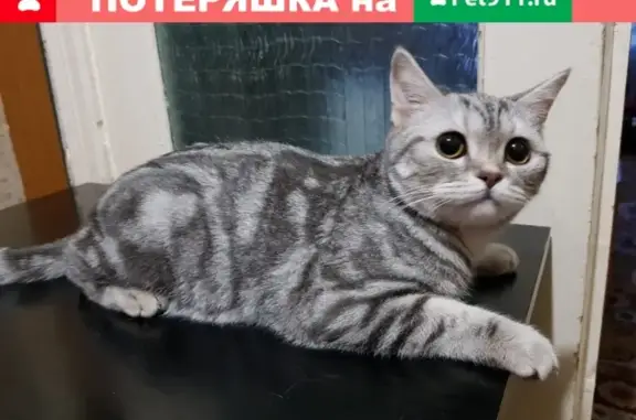 Найдена кошка в Октябрьском, Башкортостан