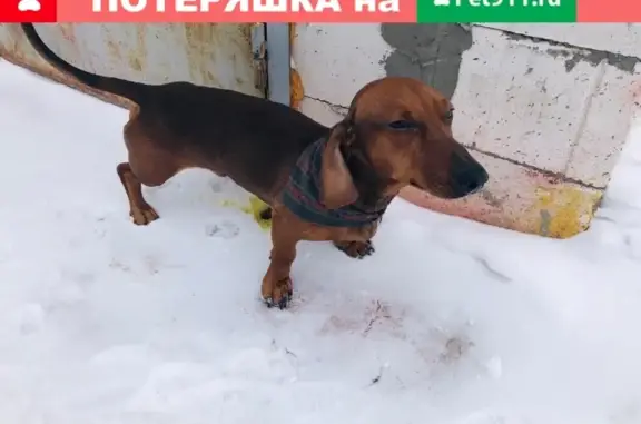 Найдена собака такса в автобусе маршрута 83, Нижний Новгород