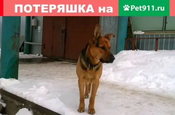 Найдена собака возле Татхозторг в Н. Челнах