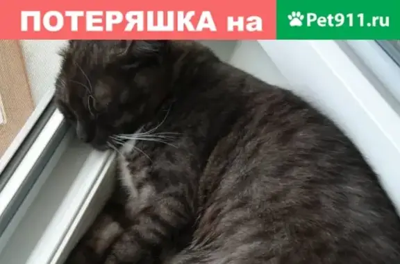 Кошки потеряшки, Ярославль, фото: Потеряшка кошка на ул. Александра Невского, 1 в Ярославле!