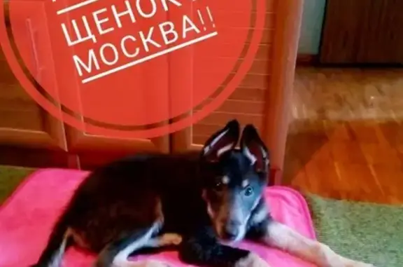 Найден щенок в Москве, ищем хозяев - срочно!