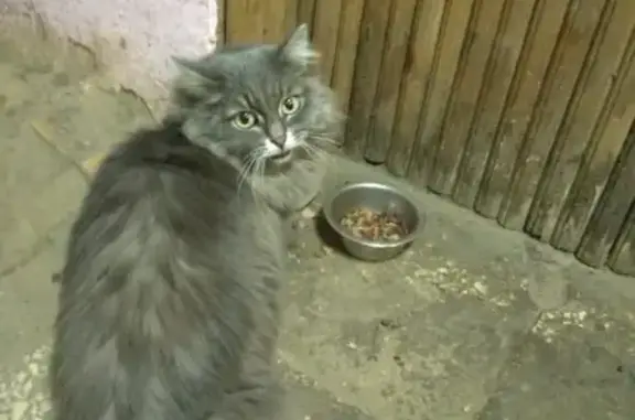 Найдена кошка в Сортировке (Екатеринбург)
