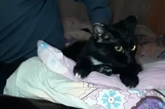 Найдена кошка в Иртышском мкр, Тобольск