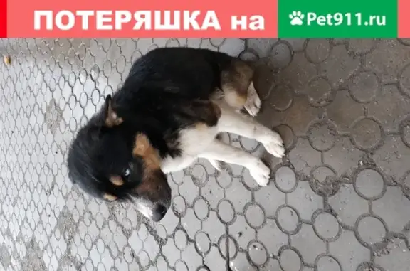 Найдена собака у остановки Графская на ул. Хользунова