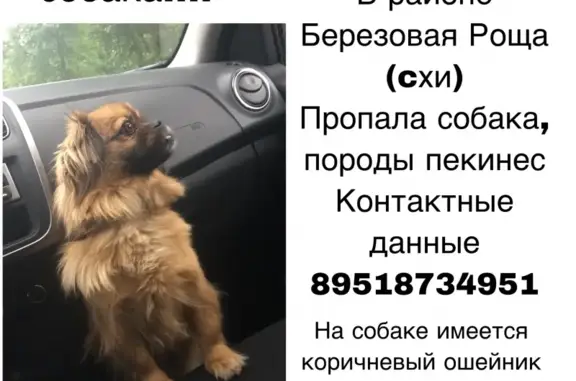 Пропала собака на улице Берёзовая Роща, Воронеж.