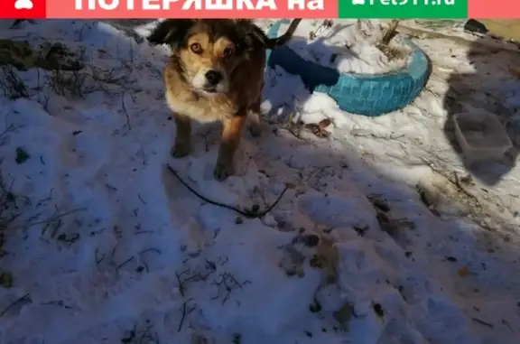 Найдена собака в Хомутово, ищем хозяина