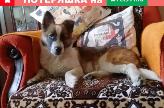 Найдена собака Бузулук: ищем владельцев