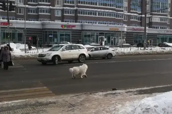 Потерянная собака на улице Франта, Казань.