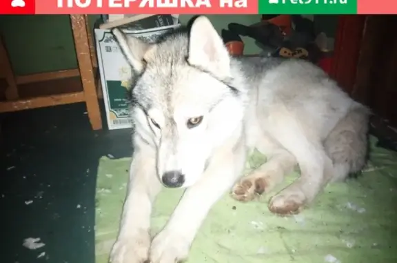 Собака хаски найдена в Туймазах