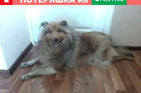 Собака колли найдена на ул. Героев-Разведчиков
