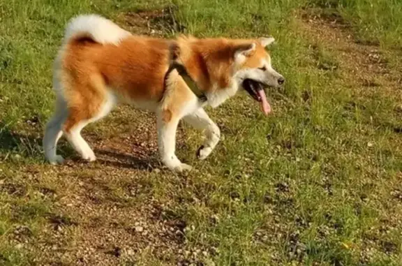 Пропала собака в Чите: акита ину, зелёная шлейка, вознаграждение.