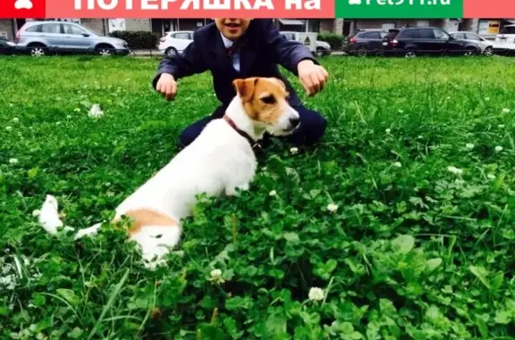 Пропала собака в СПб, ул. Доблести: Джек Рассел терьер, рыжие пятна, клеймо на животе.
