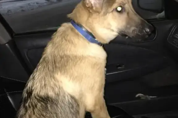 Найдена собака в Нижневартовске, щенок-подросток