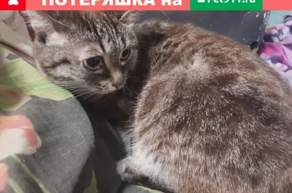 Найдена кошка в Красноярске: срочно нужна передержка!