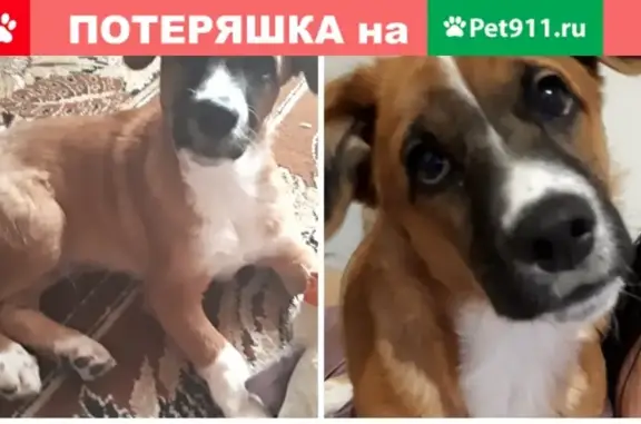 Пропала собака Веня на улицах Маяковского, Будочной, Станционной и Анисовской!