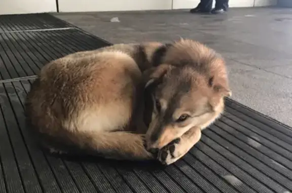 Найдена собака в Серпухове, нужен дом