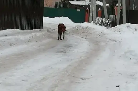 Найдена собака на ул. Куйбышева 34, ищем хозяев! (Солнечногорск)