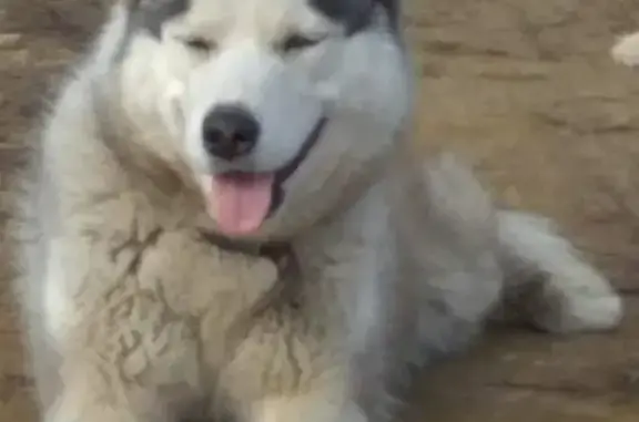 Собака Хаски найдена в Ростове, район 2й Краснодарской и Извилистой.