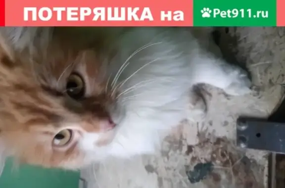 Рыже-белая кошка найдена в Пинске - photo