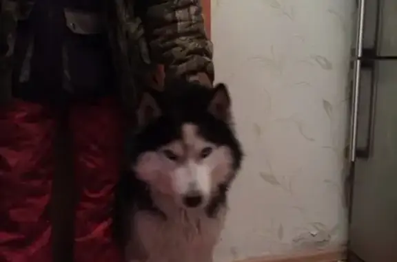 Собака найдена возле кафе на Московском тракте, обращаться к Юре.