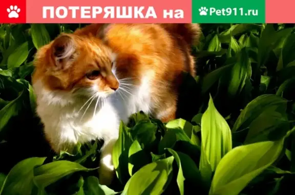 Пропал кот с Полевой улицы, Новая Усмань, Воронежская область
