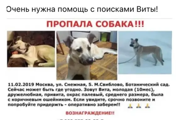 Пропала собака палевого окраса в Москве.