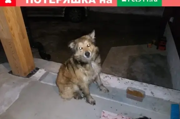 Найден пёс в Воронеже, микрорайон Репное