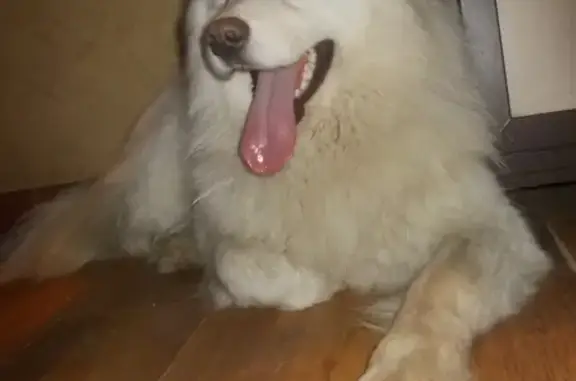 Собака Самоедская лайка найдена в Краснодаре