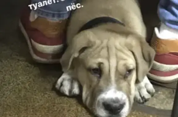 Найдена собака около метро Тульская