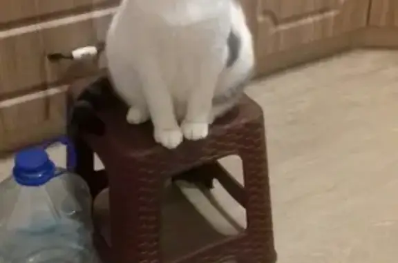 Потерянные животные Ижевск, фото: Пропал кот на Кунгурцева 13, Ижевск