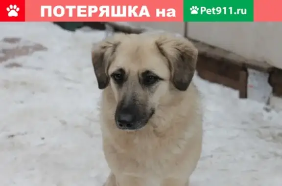 Пропала собака Лиза, Владимир.