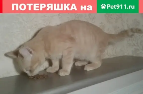 Пропал котик с пр. Ленина, 7-8 мес.