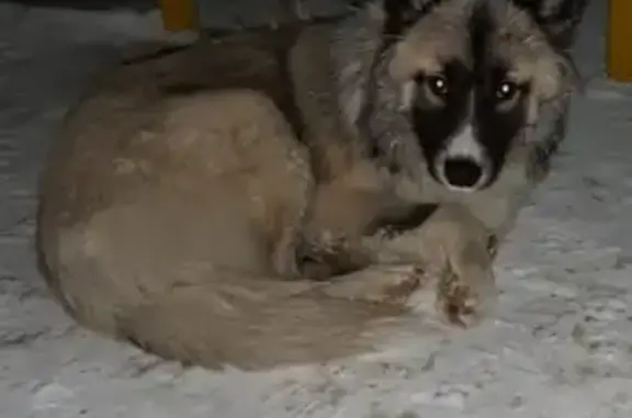 Найдена собака на ул. Промышленной в Ульяновске