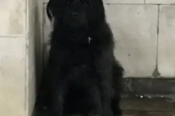 Найдена собака на станции метро в Канавинском р-не, Россия