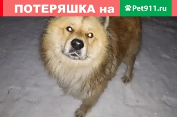 Найдена собака в Балашове, след от ошейника