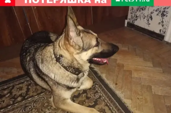 Найдена собака на Гданьской ул. в СПб