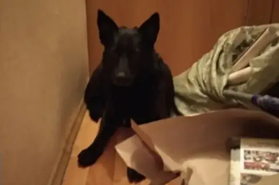Найдена черная собака у метро Кузьминки в Москве