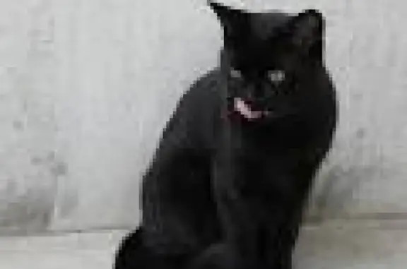Найдена чёрная кошка на Английском пр.