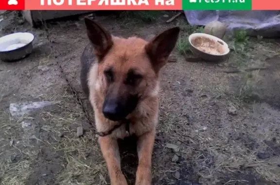 Пропала собака Альфа в Рославле