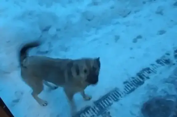 Пропала собака Бетти в Медовке