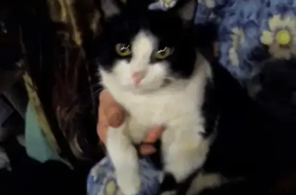 Кошки потеряшки, Набережные Челны, фото: Потеряшка кот в 25 комплексе, Набережные Челны.